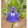 Chia Salvia Hispanica 2000+ Seeds for Sowing Organic