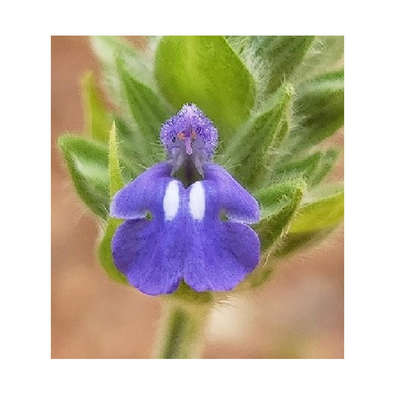 Chia Salvia Hispanica 2000+ Seeds for Sowing Organic