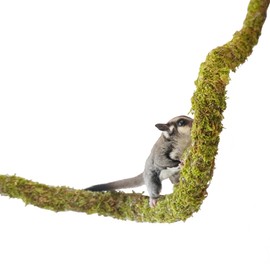 Begeterday 25 Inch Bendable Sugar Glider Climbing Toys, Ideal Sugar Glider Cage Accessories