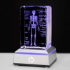 IFOLAINA 3D Human Skeleton Model Anatomy Gifts Crystal Labeled Skeleton