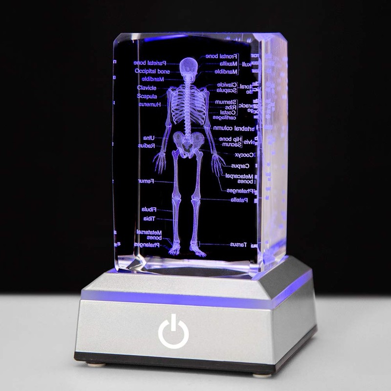 IFOLAINA 3D Human Skeleton Model Anatomy Gifts Crystal Labeled Skeleton