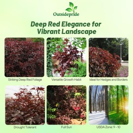 Outsidepride Mahogany Splendor Hibiscus Seeds - 20 Pcs Perennial Flower Seeds for Planting Pollinator-Friendly, Elegant & Dense Deep Burgundy Foliage for Containers, Pots, & Garden Spaces