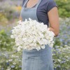Sweet Pea Seeds - Royal White - Packet - White