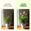Peace Lily Fertilizer, Complete Liquid Peace Lily Plant Food, 8