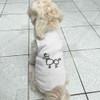 'Poodle' Pet Dog/Cat T-Shirt (PT00055164)