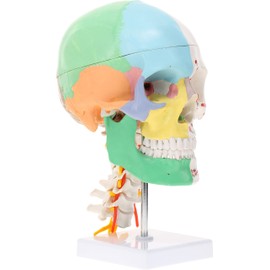 Axis Scientific Life-Size Half-Didactic Half-Muscle Painted Skull with Cervical Spine and Spinal Nerves Anatomy Model