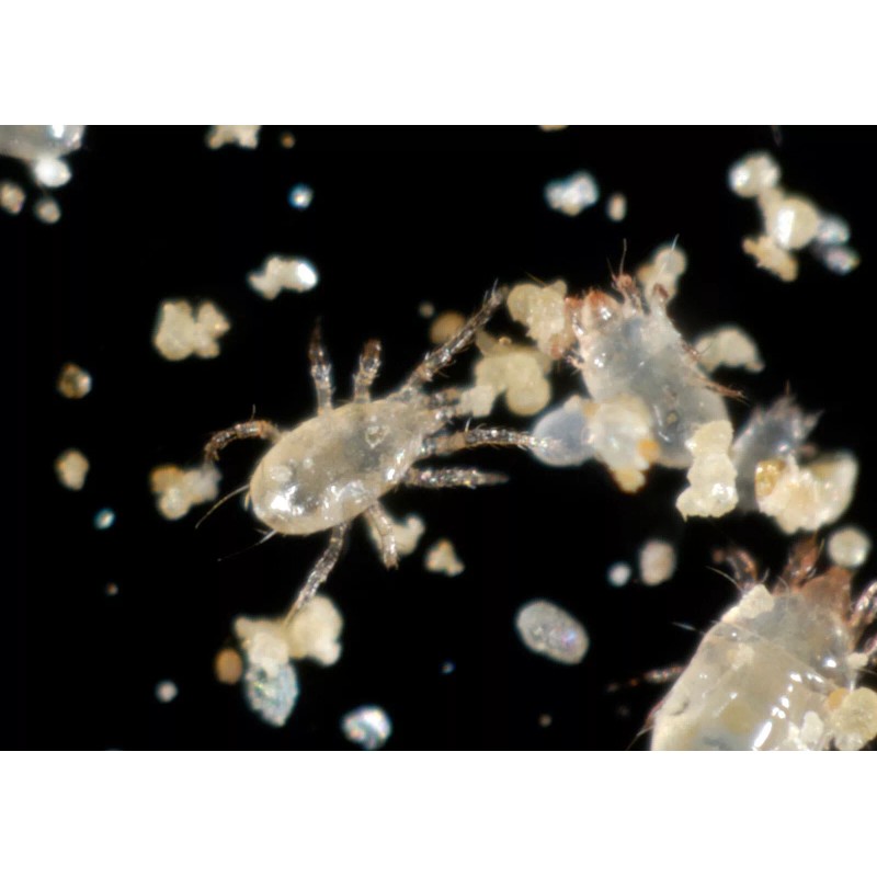 NaturesGoodGuy - 25,000 Hypoaspis Mites