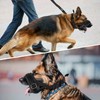 SlowTon Bozal para Perro Grande, Transpirable con Correa Conexión Ajustable