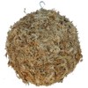 Topiary Art Works Sphagnum Moss Kokedama Ball Hanging - 10"