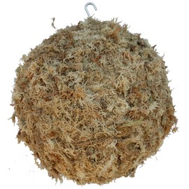 Topiary Art Works Sphagnum Moss Kokedama Ball Hanging - 10" Diameter - Made in USA