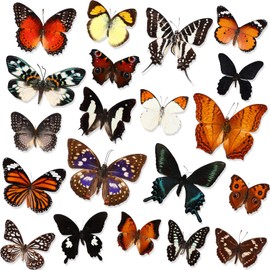 Hoteam 20 Pcs Real Butterfly Specimen Taxidermy Artwork Natural Unmounted Butterfly Collection Assorted Taxidermy Animals for Entomology Craft Material Decor Home Desktop Office Display