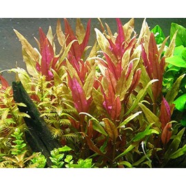 Alternanthera Reineckii var. Roseafolia | Telanthera – Easy Red Plant