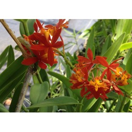 Emeralds TM Terrestrial Poor Mans Reed Stemmed Ground Orchid Orange Epidendrum radicans 4 inch Pot