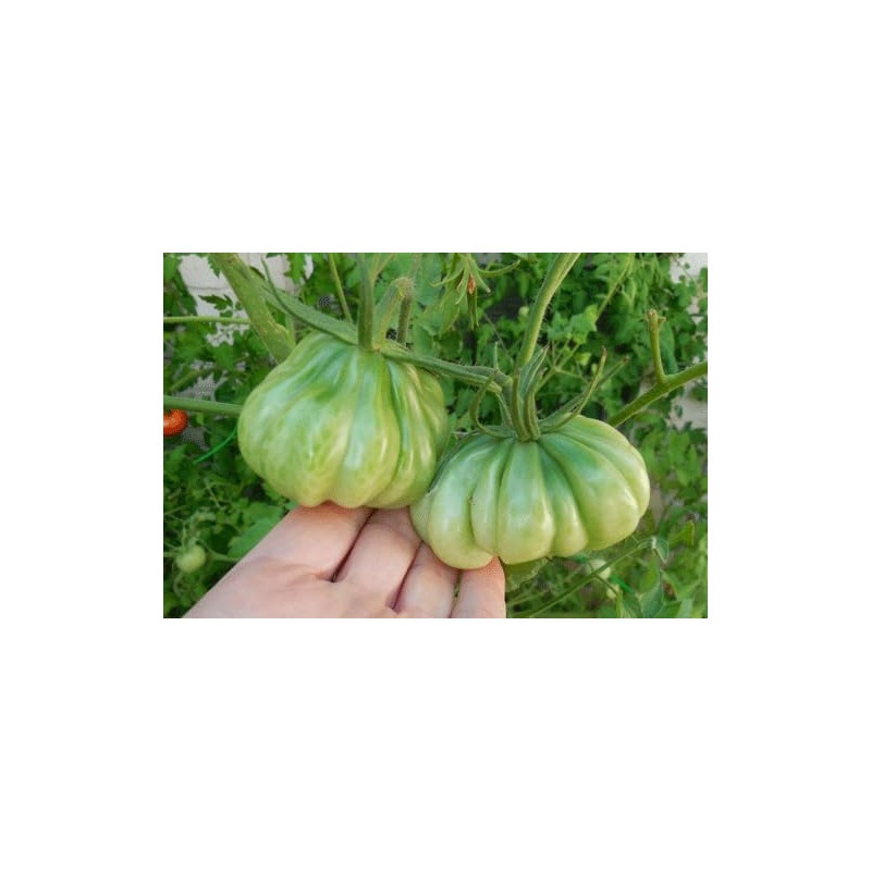 Zapotec Pleated Heirloom Tomato 10 Seeds