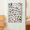 Where's Wildlife Louisiana's Backyard Birds Poster - Louisiana Bird Chart