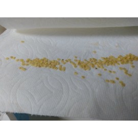 Victoria’s 100+ Seeds Sweet Red Bell Pepper Giant Vegetable Organic Fresh Harvest SEEDS!