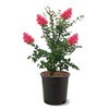 American Plant Exchange Tuscarora Crape Myrtle Tree Live, 3-Gallon Pot,