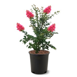 American Plant Exchange Tuscarora Crape Myrtle Tree Live, 3-Gallon Pot, 1-2ft Tall, Dark Pink Flowers, Drought-Tolerant, Large Outdoor Landscape Accent, Year-Round Beauty