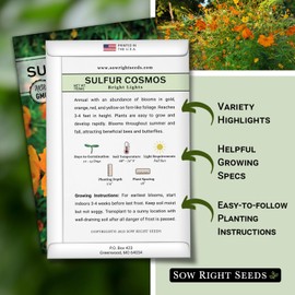 Sow Right Seeds - Sulfur Bright Lights Cosmos Flower Seed for Planting - Non-GMO Heirloom Packet with Instructions to Grow - Vibrant Petals - Cut and Come Again - Attract Bees and Butterflies (1)