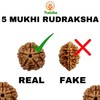 Naisha 5 Mukhi Himalayan Nepali Rudraksha | Five Faced Rudraksha