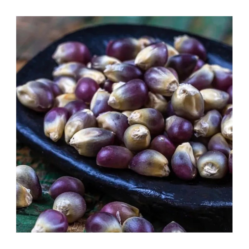 Nygardenia 50pcs Blue Corn Heirloom Seeds - Non-GMO, Open-Pollinated, Flour