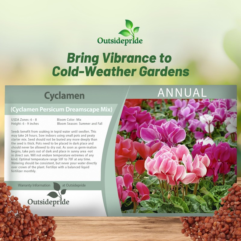 Outsidepride Dreamscape Mix Cyclamen Seeds - 10 Pcs Compact, Annual