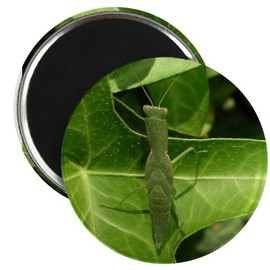 CafePress Praying Mantis, Mantid Magnet 2.25" Round Magnet, Refrigerator Magnet