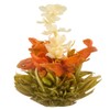 The Exotic Teapot – Mango Splash Flowering Tea, 50 Bloom