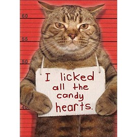Recycled Paper Greetings Cat Mugshot : Licked All The Candy Hearts Humorous : Funny Valentine's Day Card