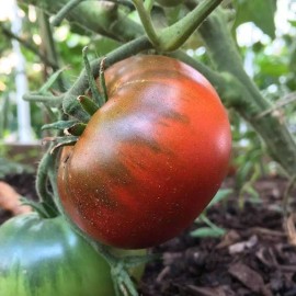 Southeast Seeds Paul Robeson Tomato, Rare Heirloom, NON-GMO, Beefsteak Type, Variety Sizes Sold - 60 Seeds