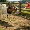 SLWHYZL 3 Pack Goat Milk Feeder Supplies - 20ML