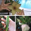 Starfish Stapelia succulent Starter plant