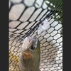 DAIWA Popper/Lure, Presso Rattling Poppin Bug, Scaled Brown Pellet