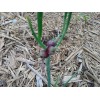 Fresh Pick Unit]Perennial Onions Egyptian Walking Garlic Chives Bulbs Starts