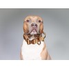 BullyBillows 4cm Combat® Dog Collar v2.0 | Heavy-Duty Design with