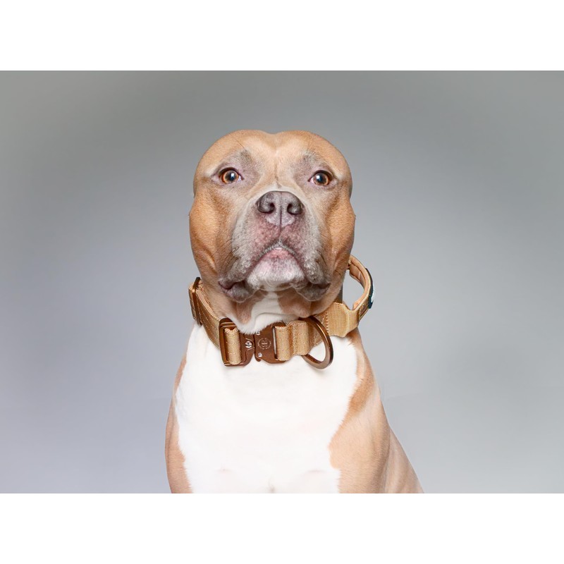 BullyBillows 4cm Combat® Dog Collar v2.0 | Heavy-Duty Design with