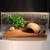Coconut House, Dodgehouse, Hideaway, Reptile, Small Pet, Cute, Natural, Coconut