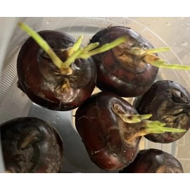 Water Chestnut 5pcs Sprouted Water Chestnut Bulbs Eleocharis Dulcis Ready to Plant
