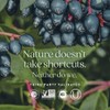 New Chapter Zinc Supplement, Fermented Zinc Complex, ONE Daily for