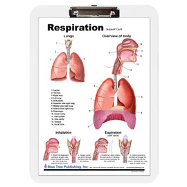 Lung Charts (clip board)