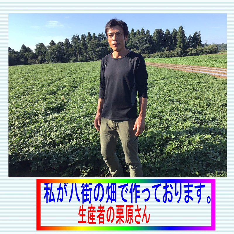 Yachimata Peanuts Sweet Pea (Kakemono) (Coffee Sugar) 3.5 oz (100