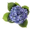 Organic Natural Pure Hydrangea Leaf (1 Box(40 Tea Bag))-Individually Wrapped
