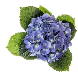 Organic Natural Pure Hydrangea Leaf (1 Box(40 Tea Bag))-Individually Wrapped Tea Bags