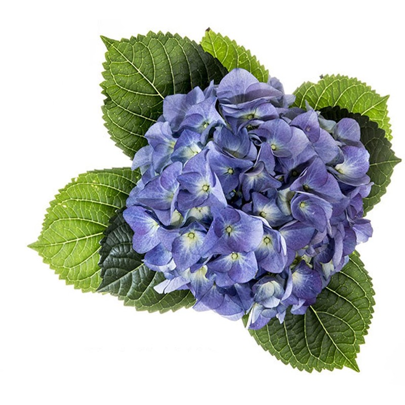 Organic Natural Pure Hydrangea Leaf (1 Box(40 Tea Bag))-Individually Wrapped