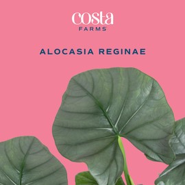 Costa Farms Alocasia Reginae Live Plant, Exotic Elephant Ear Indoor Houseplant | 12-Inches Tall | Trending Tropicals Collection | Self-Watering Pot | Easy Grow Plant for Home, Room Decor