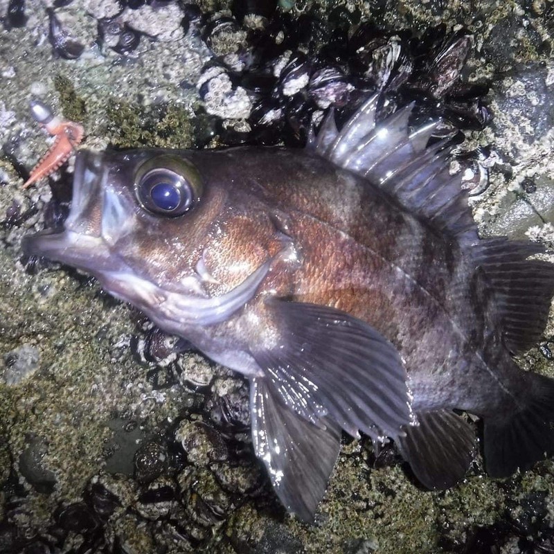 Berkley Gulp! Isome Thick 4 - Gokai (MOR)