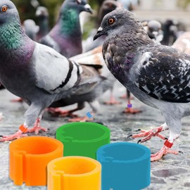 LAJUP 100 x Poultry Foot Rings 8 mm Clamping Rings for Small Poultry Such as Chicken, Available in 10 Colours, without Bayonet Detection. Ideal as a Pigeon Foot Ring or for Marking Small Poultry
