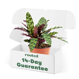Rattlesnake Calathea - Calathea lancifolia | Live, Easy to Grow and Low Maintenance Houseplant (6-inch Pot)