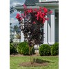 Black Diamond Red Hot Crape Myrtle, 1-2 ft Tree Height,