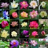 20pcs Bowl Lotus Seeds for Planting - Bonsai Lotus Seeds,
